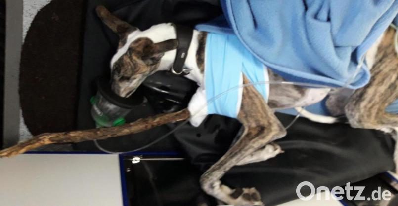 Der Windhund Felix verletzte sich beim Herumtollen in einem Münchener Park schwer. In einer Notoperation entfernten Ärzte einen langen Stock aus seinem Brustkorb. Bild: Tierrettung München e.V.