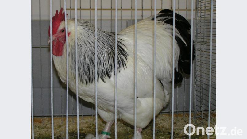 Ein stattliches Federvieh bildeten die Großhühner der Rasse Sundheimer Huhn. Bild: öt