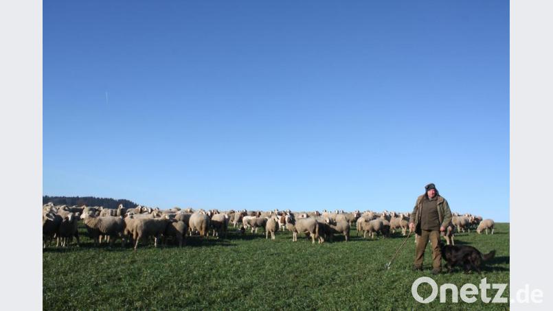Eine gute Nahrungslage bot der Hang bei Konatsried den über 900 Schafen am sonnigen Neujahrstag. Bild: lg