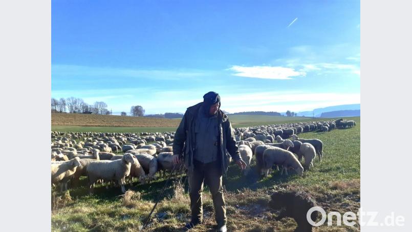 Auf ergiebigen Weideflächen bei Konatsried stärkten sich die Tiere von Wanderschäfer Paul Panko aus Hunderdorf, während die nimmermüde Hütehündin Mara die Herde zusammenhielt. Bild: lg