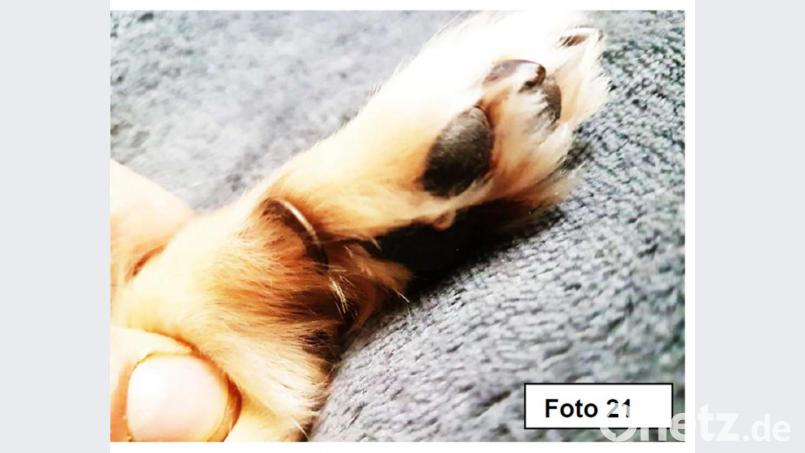 Die Pfote eines Hundes mit eingewachsenen &quot;Wolfskrallen&quot; (Afterzehen). Bild: Deutscher Tierschutzbund Landesverband Bayern