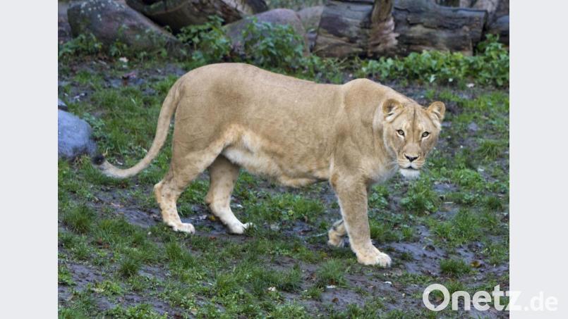 Löwin Kigali kümmert sich gut um den Nachwuchs Bild: Zoo Leipzig