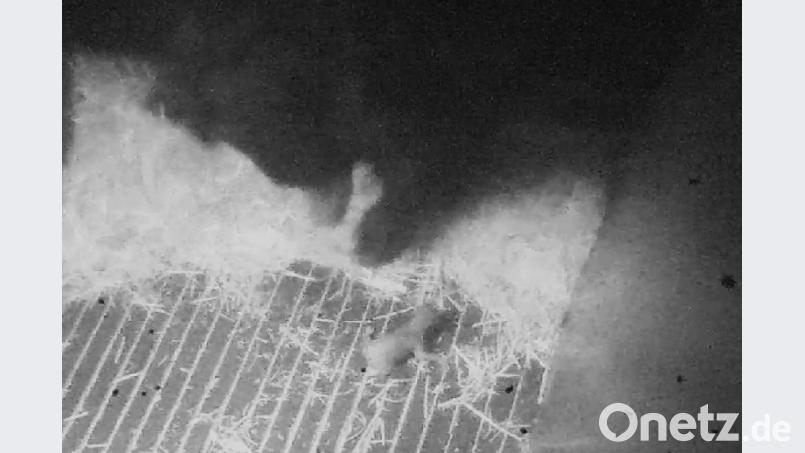 Am Morgen des 24. Dezembers hat Lippenbärin Rachana ein Jungtier geboren. Bild: Zoo Leipzig