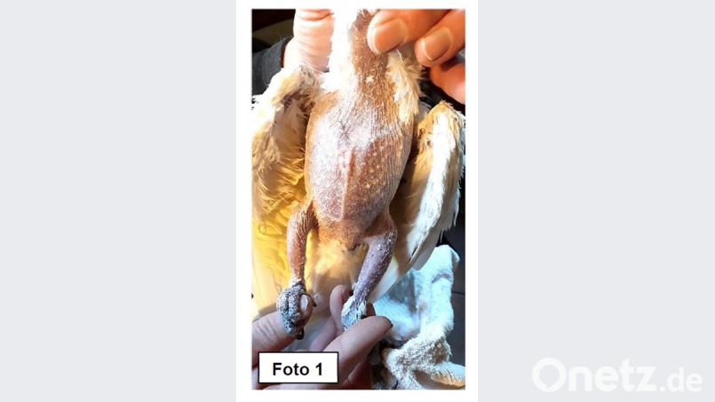 Die Papageienvögel wiesen infolge der falschen Haltung großflächige Kahlstellen auf. Bild: Deutscher Tierschutzbund Landesverband Bayern