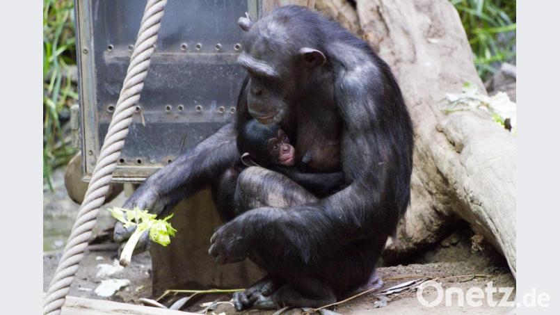 Schimpansenweibchen Kisha hat am ersten Weihnachtstag einen Sohn geboren. Bild: Zoo Leipzig