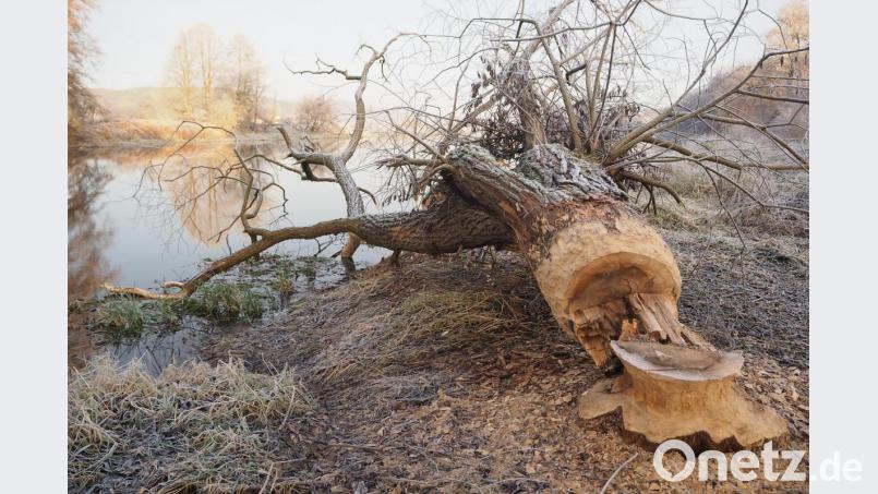 Wenn sich der Biber wie hier an der Naab bei Perschen die Rinde rund um den Stamm einverleibt hat, kann der Baum nicht überleben. Wo er auf Wege zu kippen droht, muss er gefällt werden. Bild: bl