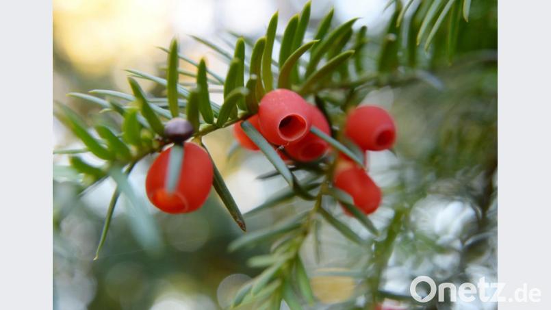 Immergrüne Gehölze blühen auch und entwickeln Früchte. Ein besonders schönes Beispiel dafür ist die Frucht der Eibe. Bild: Andrea Warnecke/dpa-mag