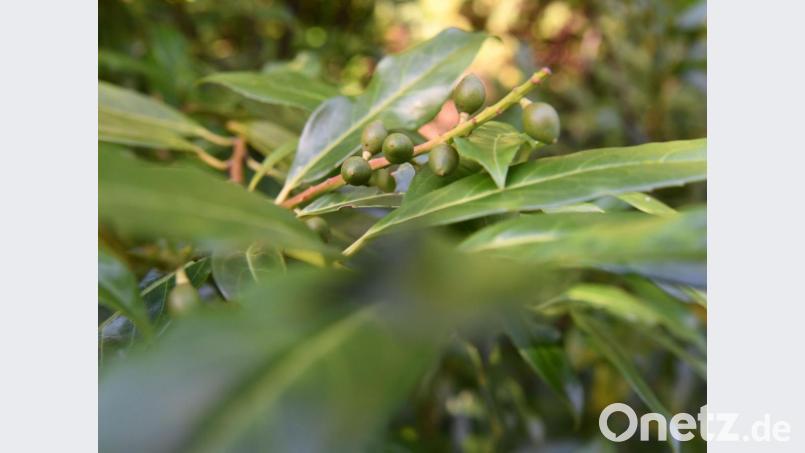 Ein Klassiker unter den beliebten Immergrünen: die Lorbeerkirsche. Bild: Andrea Warnecke/dpa-mag