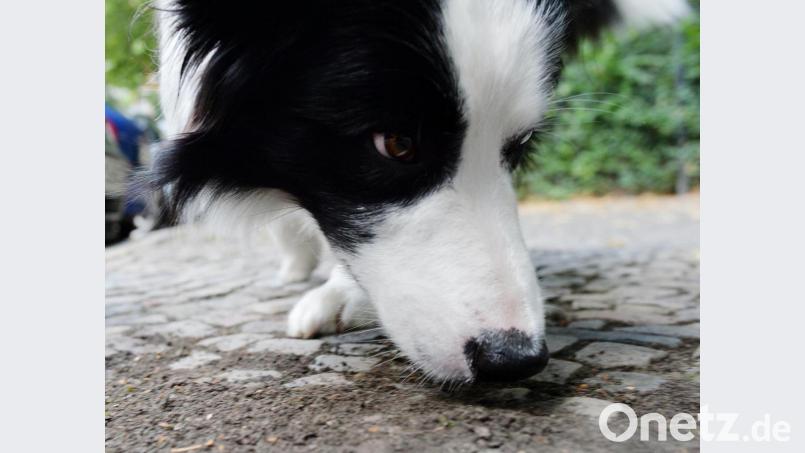 Die Polizei in Nürnberg hat vermehrt mit ausgelegten Giftködern für Hunde zu tun. Symbolbild: Maurizio Gambarini