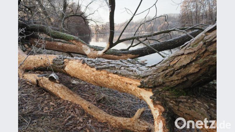 Hier hat der Biber ganze Arbeit geleistet und den Baum nicht nur angeknabbert, sondern meterweise Äste abgeschält. Bild: bl