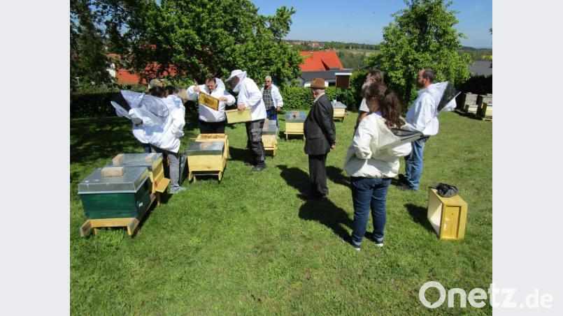 Auf der Lehrwiese können die Probeimker erste Erfahrungen mit ihren Bienenvölkern machen. Bild: njn