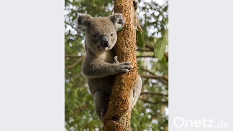 Koalabären sind Australiens Wappentier. &quot;Es wird angenommen, dass 25000 von diesen niedlichen Tierchen verbrannt sind&quot;, bedauert Hildburg Stilp. Bild: Christian Röwekamp/dpa
