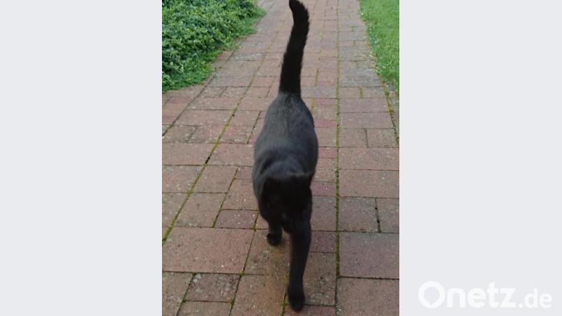 Ein Unbekannter schießt in Floß mit dem Luftgewehr auf einen schwarzen Kater. Symbolbild: Lowak