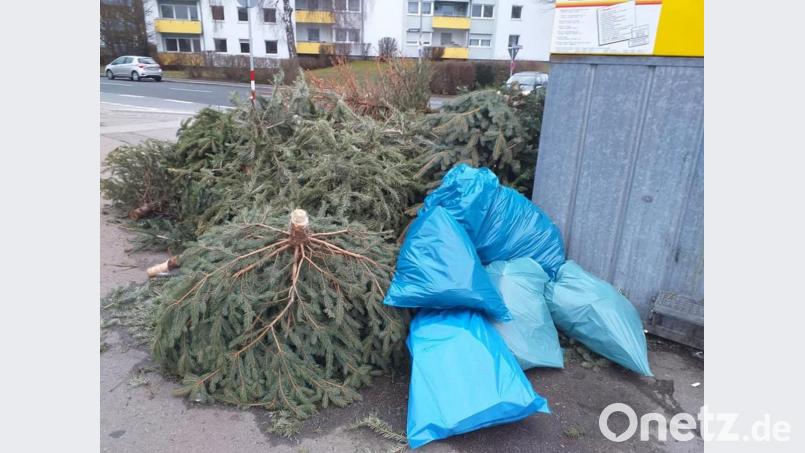 So sah es am Wochenende an der Ecke Merian-/Moritzstraße aus. Die Stadt hatte vor den Feiertagen extra darauf aufmerksam gemacht, dass es verboten ist, seine ausgedienten Weihnachtsbäume auf diese Art zu entsorgen. Bild: tk