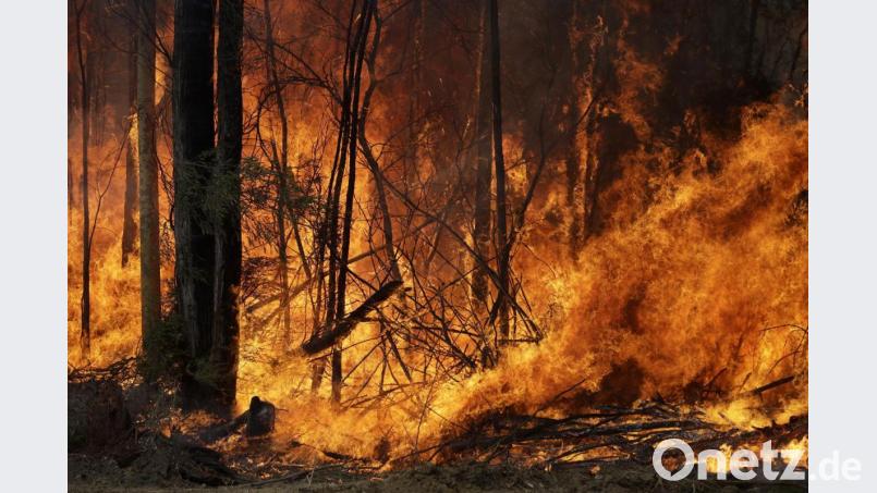 Diese Aufnahme zeigt ein Buschfeuer, das in Tomerong im australischen Bundesstaat New South Wales gelegt wurde, um einen größeren Brand in der Nähe einzudämmen. Die Heimat von Anthony Harwood, der derzeit in Amberg weilt, ist etwa zehn Autostunden entfernt. Bild: Rick Rycroft