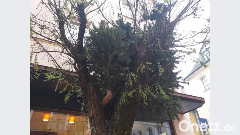 Aus dieser Perspektive ist der Stamm des illegal entsorgten Baums eindeutig zu erkennen. Bild: tk