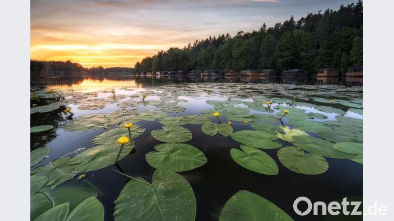 Mit einem Blick für die besten Lichtverhältnisse gelingen dem Hobbyfotografen faszinierende Bilder von Oberpfälzer Naturlandschaften, wie dieses Bild vom Rußweiher in Eschenbach zeigt. Bild: Dr. Thomas Buchmann