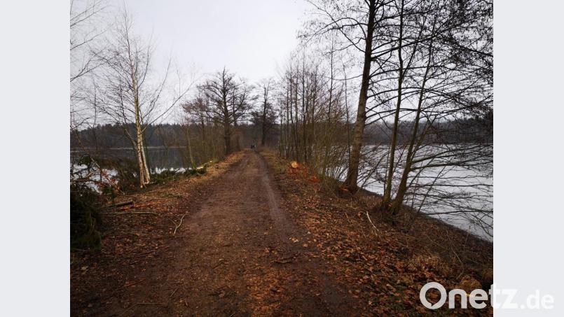 Das Wasserwirtschaftsamt beurteilte die Lage so: Weil die Standsicherheit des rund 550 Meter langen Damms, der den Großen Eselweiher vom Alten Weiher trennt, gefährdet sei, gebe es keine andere Wahl, als Bäume zu beseitigen. Bild: Thomas Dobler