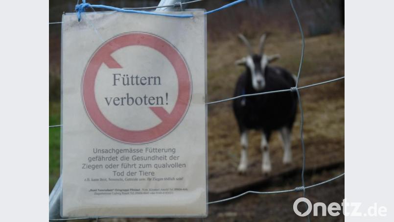 Füttern verboten: Die Mitglieder des Bund Naturschutz haben eine entsprechende Tafel am Zaun des Ziegen-Geheges bei Stein aufgestellt. Bild: exb/Ludwig Rauch