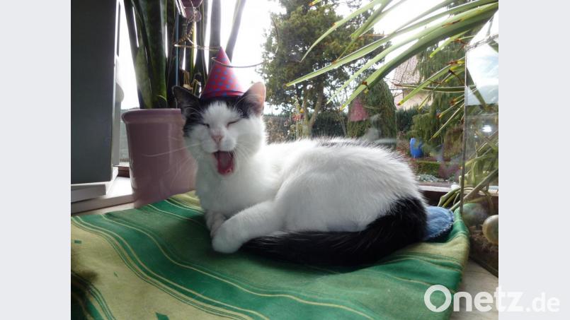 Mizi kurz vor dem nächsten Auftritt in der Dressur-Show der kleinen Schwester. Bild: esa