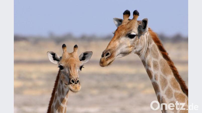 Das Konzept der gewaltfreien Kommunikation wird auch als „Sprache des Herzens“ oder „Giraffensprache“ bezeichnet. Denn die Giraffe ist nicht nur das Tier mit dem größten Herzen, sondern auch mit dem längsten Hals. Und mit diesem lässt sich eine Situation wunderbar überblicken. Bild:  renatehenkel – stock.adobe.com