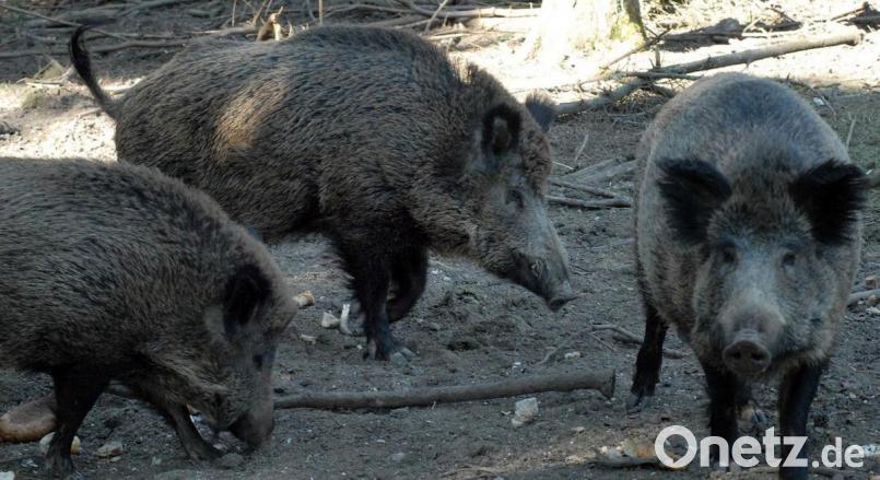 Das hochansteckende ASP-Virus ist für den Menschen ungefährlich, für Wild- und Hausschweine verläuft die Krankheit meist tödlich. Es gibt keinen Impfstoff und keine Behandlung gegen das Virus. Bild: exb