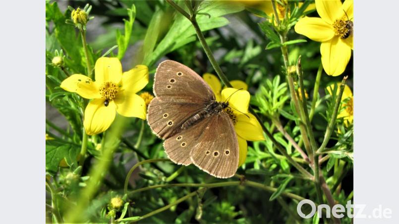 Auf den geschützten Wiesen und Biotopen gibt es noch viele Schmetterlinge. Bild: ubb