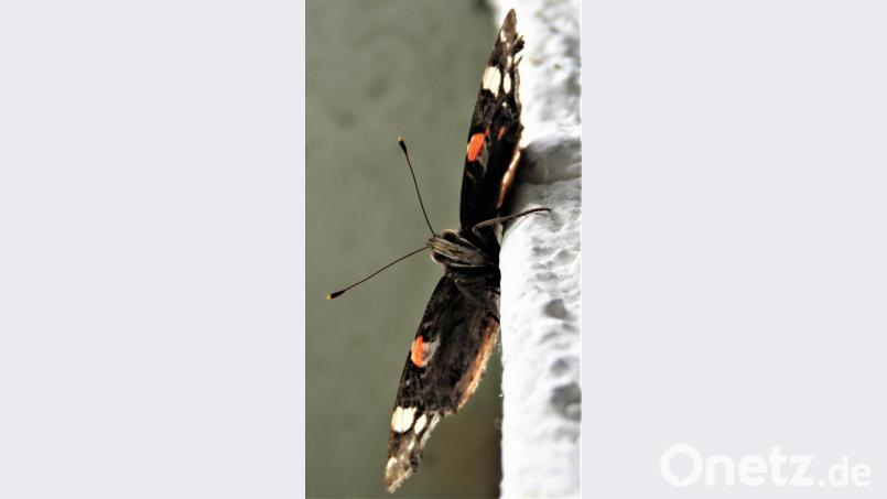 Schmetterlinge sind auch in der Stadt heimisch. &quot;Natur in der Stadt&quot; wird beim BN deshalb groß geschrieben. Bild: ubb