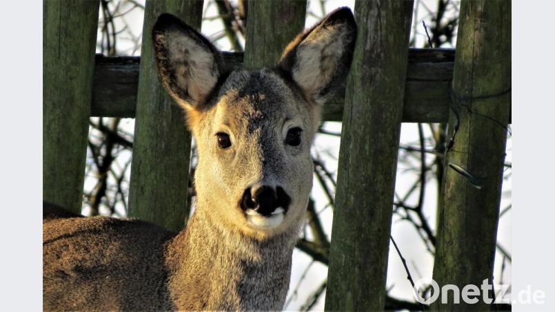 Nicht immer kommen die scheuen Rehe so nah wie hier auf diesem Foto, wo sich das Tier in einen Garten verirrt hat. Aber vielleicht gibt es beim BN-Familienausflug &quot;Wo wohnt das Reh? Wo wohnt der Specht?&quot; eine überraschende Begegnung. Bild: ubb