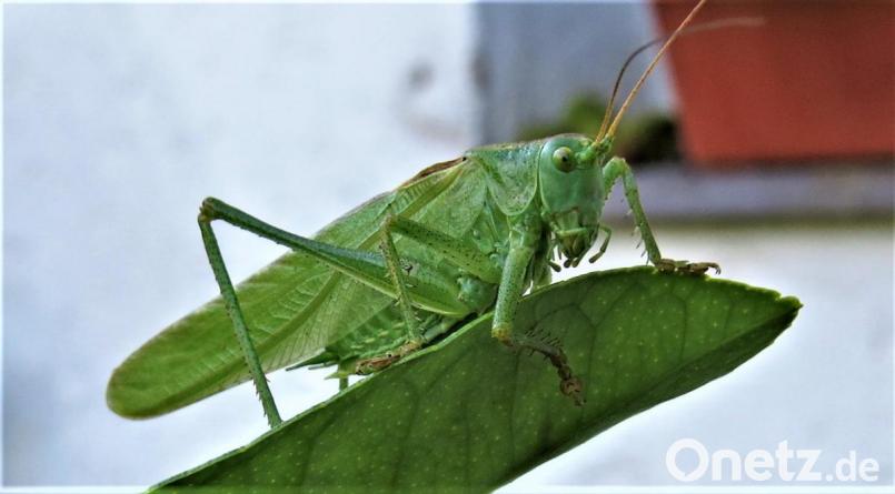 Bei den Exkursionen durch Wald und Flur können Naturliebhaber manche Raritäten unter den Insekten entdecken, die immer seltener werden, wie dieses große Heupferd. Bild: ubb
