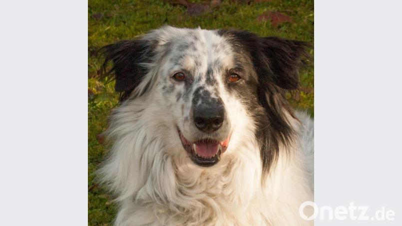 Kann man diesen Augen widerstehen? Mischlingsrüde &quot;Louisi&quot; freut sich auf ein neues Herrchen oder Frauchen. Bild: Eva Gruner/exb