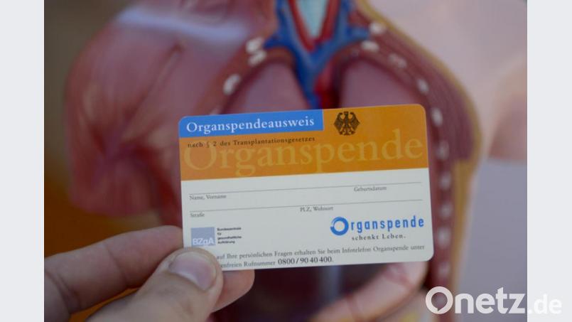 Ein Organspendeausweis, aufgenommen beim Tag der Organspende vor dem Modell eines menschlichen Torsos. Bild: Daniel Maurer/dpa