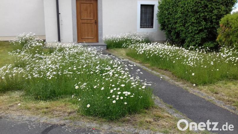 Mageritenmeer vor Kirchplatz Bild: exb