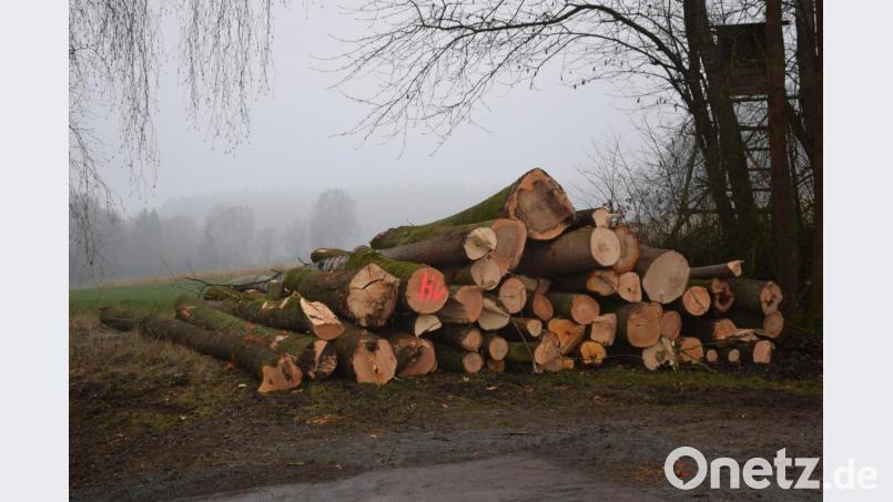Die abgesägten Bäume sind auf drei Haufen gelagert. Mehr wie fünf sind es auf jeden Fall. Bild: fz