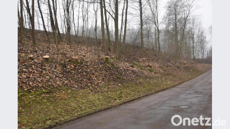 Beidseitig der Ortszufahrt von Wilchenreuth sieht man die Stümpfe der entfernten Bäume. Bild: fz