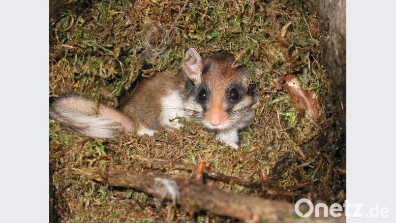 Erkennen kann man den Gartenschläfer an seiner auffälligen schwarzen Augenbinde (&quot;Zorro-Maske&quot;), den großen Ohren, seinem rotbraun-grau gefärbten Fell und weißen Flanken sowie an seiner weißen Unterseite. Bild: Rudi Leitl