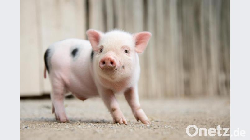 Mini-Schweine werden immer beliebter. Sie gelten als klug und werden in der Regel schnell stubenrein, Symbolbild: Jochen Lübke