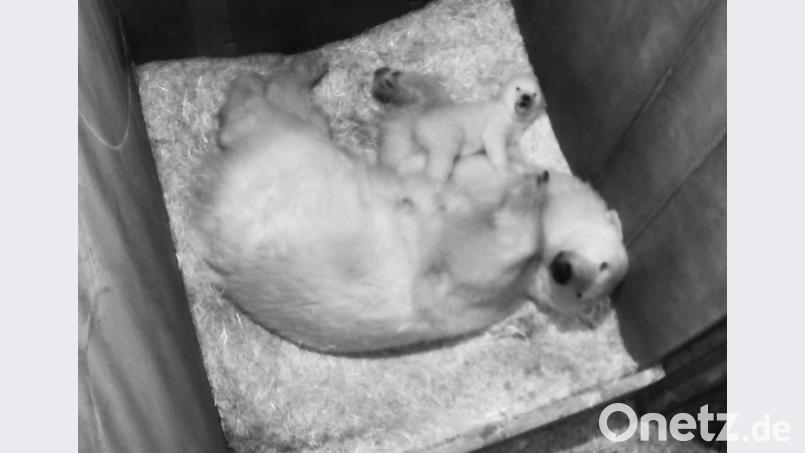 Das zehn Wochen alte Eisbären-Jungtier macht seine ersten Gehversuche. Bild: Tiergarten Schönnbrunn/APA/dpa