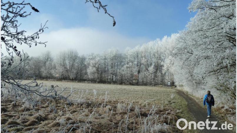 Für den oberen Teil der Wiese zwischen der Dietersdorfer Straße und dem Biotop am Kurpark (unten) stellt die Stadt Schönsee den vorhabenbezogenen Bebauungsplan „Sondergebiet Seniorenbetreuung an der alten Säge“ auf. Bild: Portner