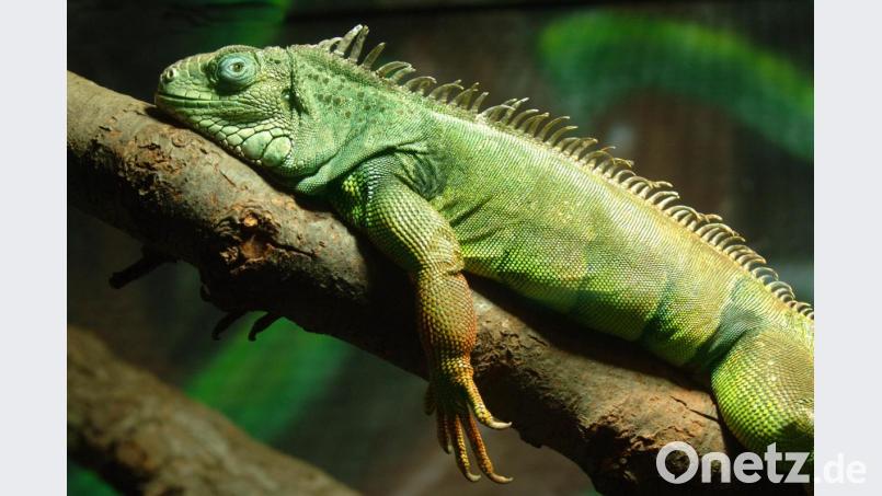 In Florida können Leguane von den Bäumen fallen. Bild: Wolfgang Thieme/dpa