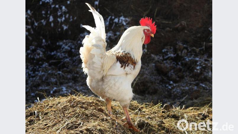 "Kräht der Hahn auf dem Mist, ändert sich´s Wetter oder es bleibt wie´s ist." Dieser wohl bekannteste Kalauer aus dem Bereich der Bauernregeln hat natürlich keinerlei Aussagekraft - dennoch ist er auch der Lieblingsspruch von Wetterexperte Andy Neumaier. Archivbild: Karl-Josef Hildenbrand