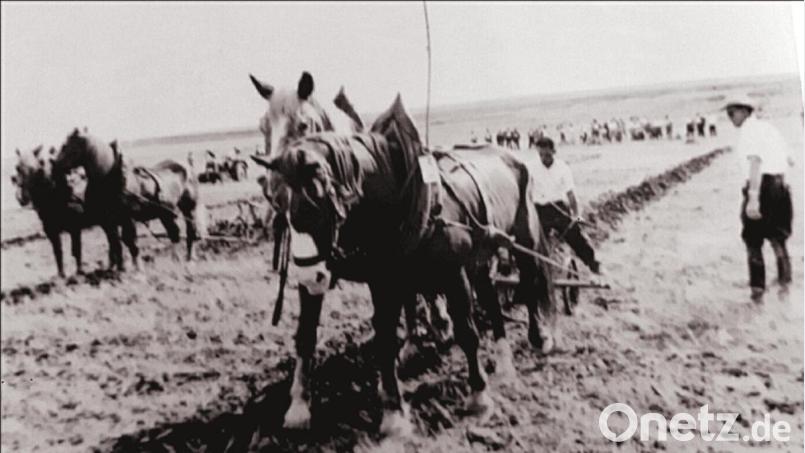 Der letzte Ackerstreifen musste von vorne nach hinten 12 cm betragen. Schwierig wurde es besonders zum Schluss, wenn die beiden Furchen sehr eng beieinanderlagen und beide Pferde in den Furchen gehen wollten, was sie nicht tun sollten. Bild: schß