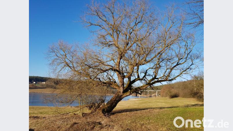 Dieser knorrige Baum steht am Ostufer des Eixendorfer Stausees. Bild: mp