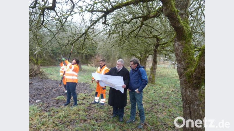 Wolfgang Grosser vom Kreisgartenamt (rechts) und Bürgermeister Armin Schärtl begutachten unter dem Apfelbaum mit der Nummer „6“ den Plan des Landschaftsarchitekten zum Krankenhauspark. Daran orientieren sich auch die Mitarbeiter des Bauhofes, darunter Expertin Marion Schleicher, als sie Edelreiser von den Obstbäumen entnehmen. Bild: Portner