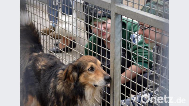 Das Tierheim Amberg braucht Finanzhilfe. Im Hauptausschuss wurden jetzt die Weichen für einen neuen Fundtiervertrag gestellt. Bild: exb