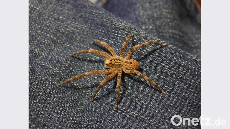 Eine Zoropsis spinimana auch als Nosferatu-Spinne bekannt. Bild: rankingranqueen/CC BY 2.0 Bild: rankingranqueen/CC BY 2.0