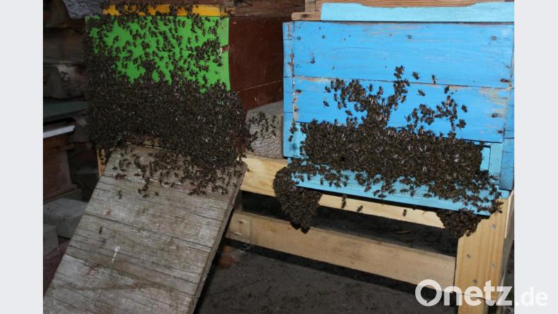 Imkern ist ein schönes Hobby. Wer mehr darüber erfahren will, für den ist der Info-Abend des Imkervereins genau das Richtige. Bild: njn