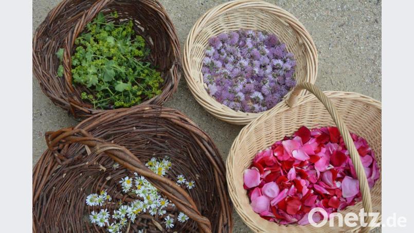Mit den gesammelten Kräutern stellen die „Perlentaucher“ in den fünften und sechsten Klassen etwa Ölauszüge her. Sie sind Grundlage für die Naturkosmetik zur Herstellung von Salben oder Lippenbalsam. Bild: Johanna Härtl/exb