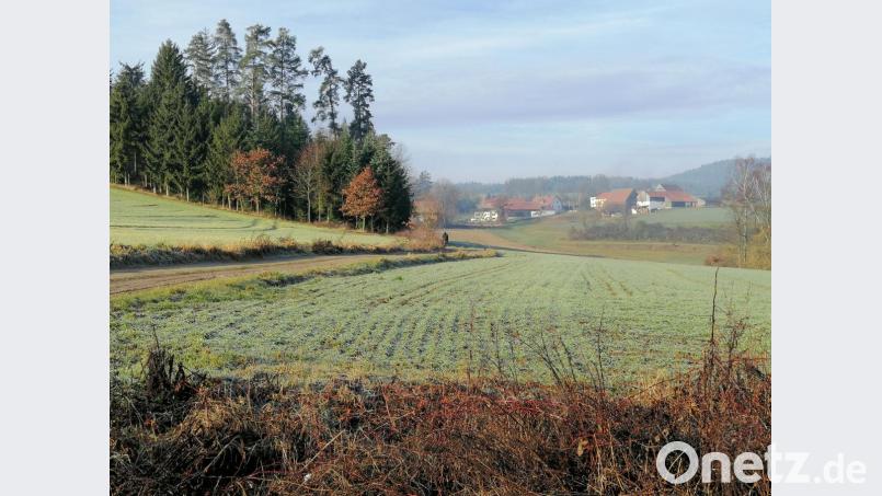 Ein fast schon gewohnter Anblick: Die Wiesen und Felder bei Ragenhof im Landkreis Schwandorf haben dieses Jahr noch keinen Schnee gesehen. Ähnlich sieht es in der restlichen Oberpfalz aus. Bild: anv