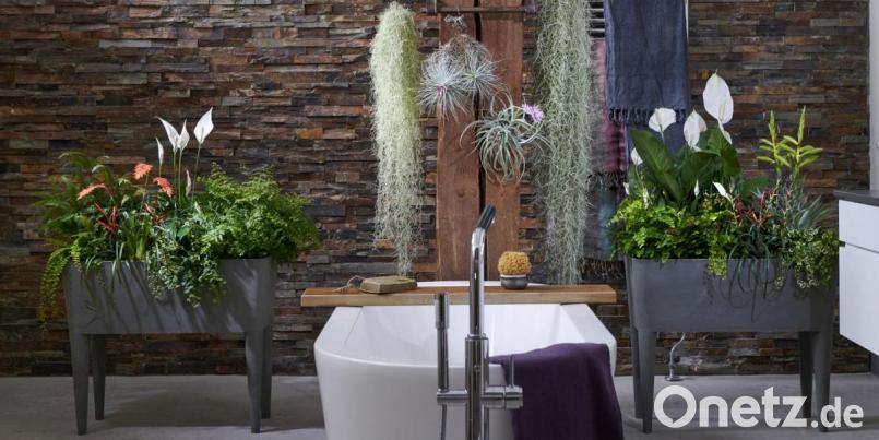 Eine Badezimmer-Gestaltung mit Tillandsia, Kletterficus, Frauenhaarfarn und Einblatt. Bild: obs/Blumenbüro/Blumenbüro Holland